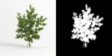 Beyaz üzerine izole edilmiş kuşkonmaz retrofraktüs ağacı ve maskesinin 3D çizimi