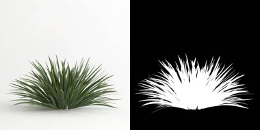 Acorus calamus ağacının beyaza izole edilmiş hali ve maskesi.