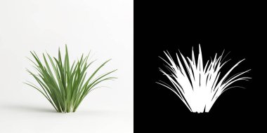 Acorus calamus ağacının beyaza izole edilmiş hali ve maskesi.