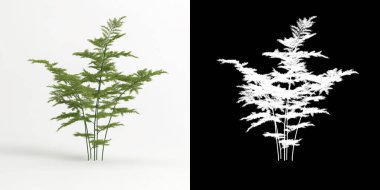 Kuşkonmaz setakeus ağacının beyaza izole edilmiş hali ve maskesi.