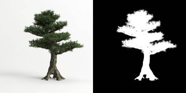 Podocarpus makrophyllus bonsai 'nin beyazı ve maskesinin 3 boyutlu çizimi