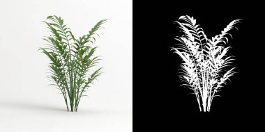 3d illustration of Chamaedorea elegans tree isolated on white and its mask