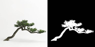 Podocarpus makrophyllus bonsai 'nin beyazı ve maskesinin 3 boyutlu çizimi