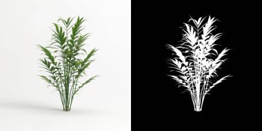 3d illustration of Chamaedorea elegans tree isolated on white and its mask
