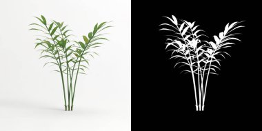 3d illustration of Chamaedorea elegans tree isolated on white and its mask
