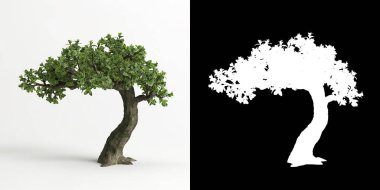 Serissa japonica bonsai 'nin 3 boyutlu resmi beyaza ve maskesine izole edilmiş.