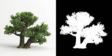 Serissa japonica bonsai 'nin 3 boyutlu resmi beyaza ve maskesine izole edilmiş.