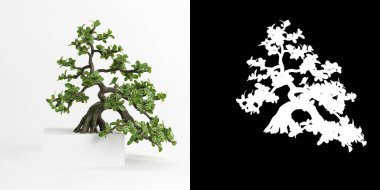 Serissa japonica bonsai 'nin 3 boyutlu resmi beyaza ve maskesine izole edilmiş.