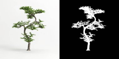 Beyaz üzerine izole edilmiş Zanthoxylum piperitum bonsai ve maskesinin 3D çizimi