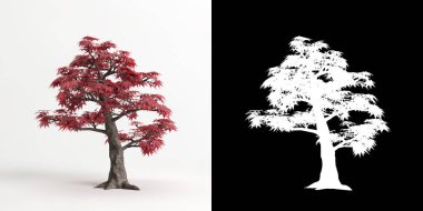 Beyaz üzerine izole edilmiş Acer palmatum bonsai 'nin 3D çizimi ve maskesi