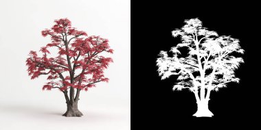 Beyaz üzerine izole edilmiş Acer palmatum bonsai 'nin 3D çizimi ve maskesi