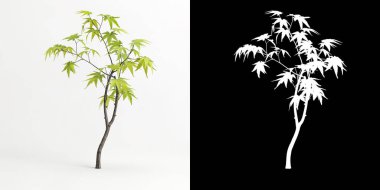 Beyaz üzerine izole edilmiş Acer palmatum ağacının 3d çizimi ve maskesi