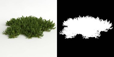 Beyaz üzerine izole edilmiş Bryophyte ağacı ve maskesinin 3D çizimi