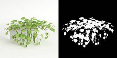 Dichondra 'nın beyaz ağaçtan ve maskesinden kurtuluşunun 3 boyutlu resmi.