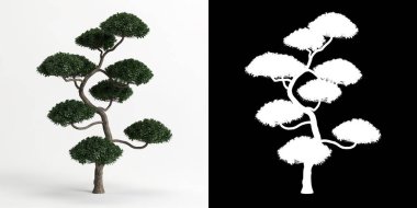 Ilex Cornuta Bonsai 'nin beyaza ve maskesine izole edilmiş 3D çizimi