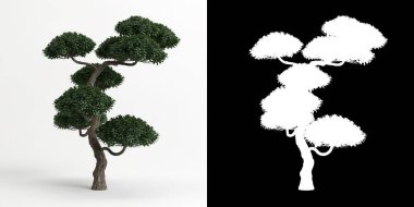 Ilex Cornuta Bonsai 'nin beyaza ve maskesine izole edilmiş 3D çizimi
