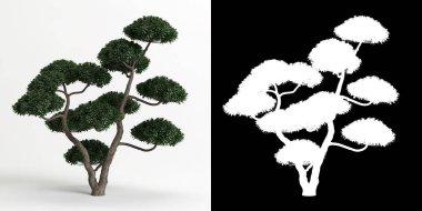 Ilex Cornuta Bonsai 'nin beyaza ve maskesine izole edilmiş 3D çizimi