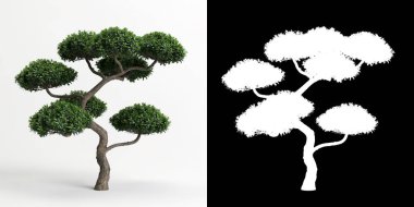 Ilex Cornuta Bonsai 'nin beyaza ve maskesine izole edilmiş 3D çizimi