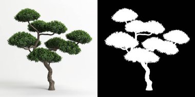 Ilex Cornuta Bonsai 'nin beyaza ve maskesine izole edilmiş 3D çizimi