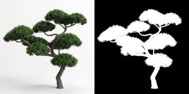 Ilex Cornuta Bonsai 'nin beyaza ve maskesine izole edilmiş 3D çizimi