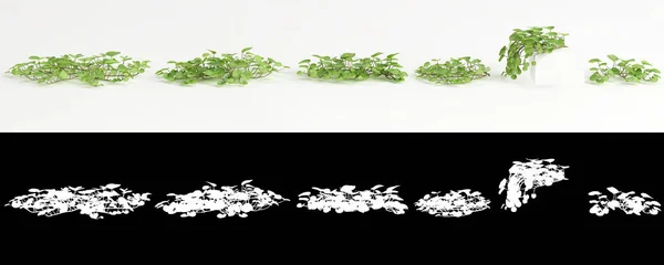 Ilustración Conjunto Dichondra Repens Árbol Aislado Blanco Máscara —  Fotos de Stock