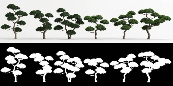 Illustration Von Set Ilex Cornuta Bonsai Isoliert Auf Weiß Und — Stockfoto