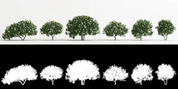 Gardenya Jasminoides çiçeğinin beyaza izole edilmiş hali ve maskesinin 3D çizimi