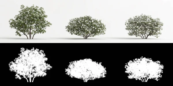 Rododendron pulchrum 'un beyaz çiçeği ve maskesinin 3 boyutlu çizimi