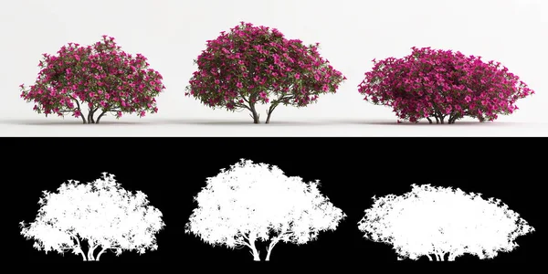 Rododendron pulchrum pembe çiçeğinin beyaza izole edilmiş ve maskesinin 3D çizimi