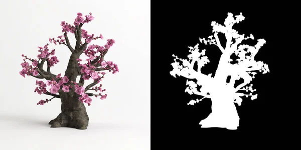 Ilustración Armeniaca Mume Bonsai Aislado Blanco Máscara — Foto de Stock