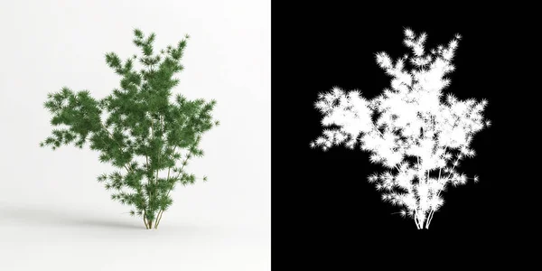 Απεικόνιση Του Σπαραγγιού Retrofractus Δέντρο Που Απομονώνονται Λευκό Και Μάσκα — Φωτογραφία Αρχείου