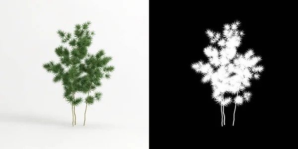 3d illustration of Asparagus retrofractus tree isolated on white and its mask