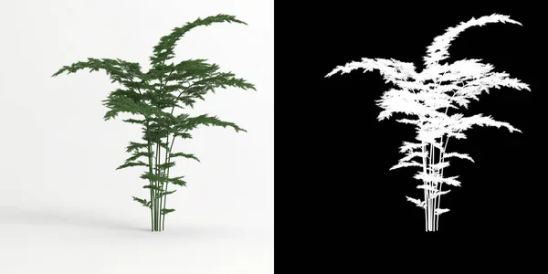 삽화에 나오는 아구스 세레우스 나무는 고립되어 — 스톡 사진