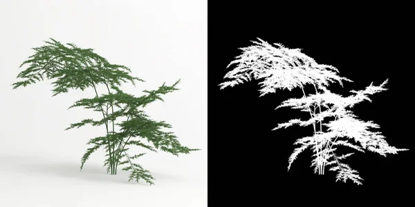 삽화에 나오는 아구스 세레우스 나무는 고립되어 — 스톡 사진