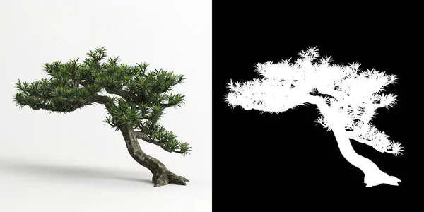 Ilustración Podocarpus Macrophyllus Bonsai Aislado Sobre Blanco Máscara —  Fotos de Stock