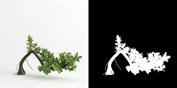 Ilustración Serissa Japonica Bonsai Aislado Blanco Máscara —  Fotos de Stock