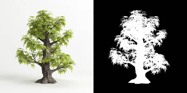 Ilustración Acer Palmatum Bonsai Aislado Blanco Máscara —  Fotos de Stock