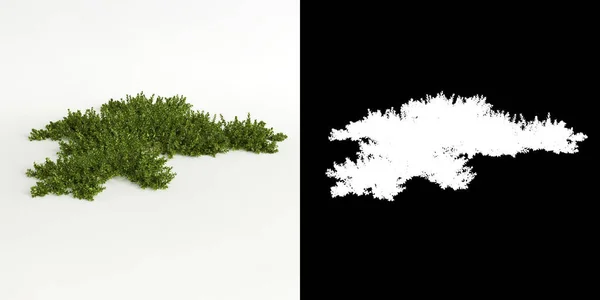 Ilustración Del Árbol Bryophyte Aislado Blanco Máscara —  Fotos de Stock