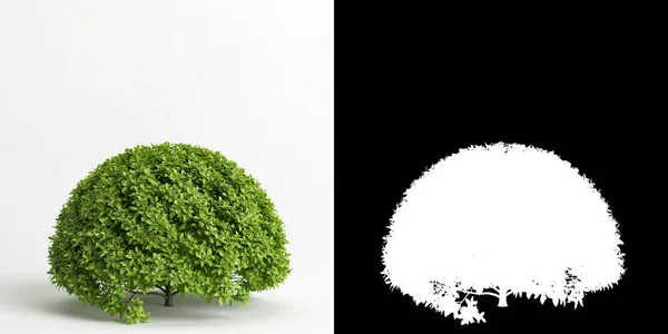 Ilustración Ficus Microcarpa Árbol Hojas Doradas Aislado Blanco Máscara — Foto de Stock