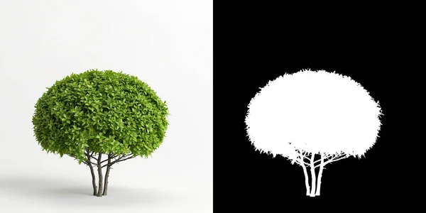 Ilustración Ficus Microcarpa Árbol Hojas Doradas Aislado Blanco Máscara —  Fotos de Stock