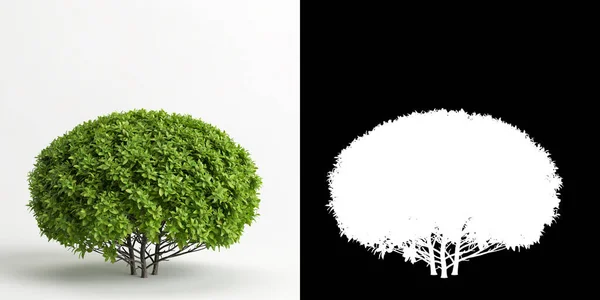 Ilustración Ficus Microcarpa Árbol Hojas Doradas Aislado Blanco Máscara —  Fotos de Stock