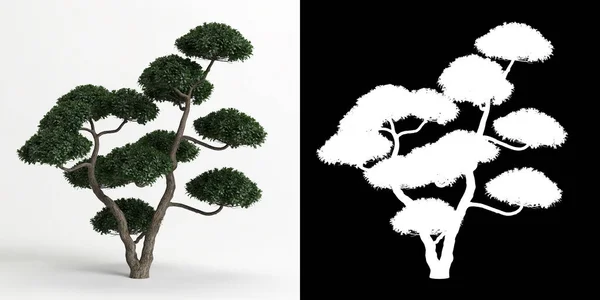 Ilustración Ilex Cornuta Bonsai Aislado Sobre Blanco Máscara —  Fotos de Stock