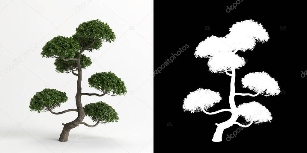 3d illustration of Carmona microphylla bonsai isolated on white and its mask