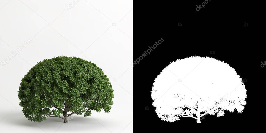 3d illustration of Carmona microphylla bush isolated on white and its mask