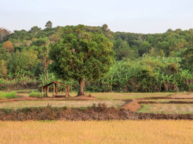 Ormanın önündeki tarlanın manzarası.