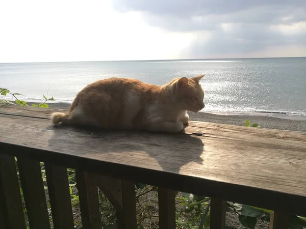 Calma Gato Por Mar — Foto de Stock