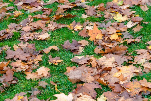 Fallen Autumn Leaves Green Grass Concept Early Autumn Fall Background Royalty Free Stock Images