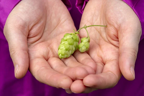 Sprig Hops Hands Concept Hop Harvesting Ingredient Production Beer Green — Stock Photo, Image
