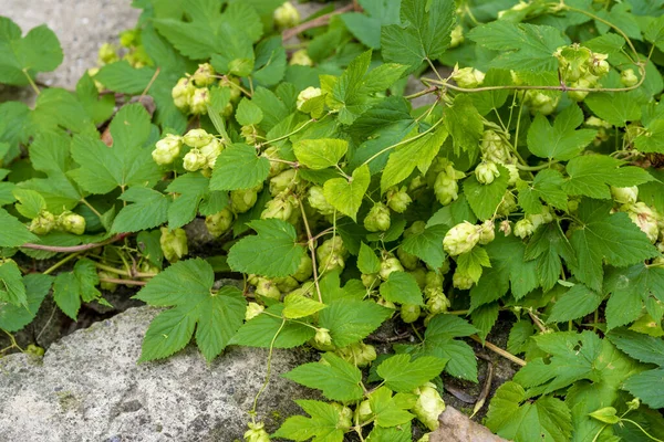 Divoky Chmel (divokého chmele, Divoký chmel, chmel může, aromatické oleje, Humulus lupulus) Divoky Chmel