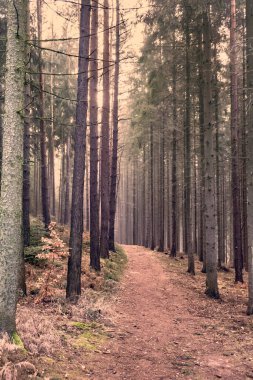 Ağaçların arasında güneş ışınları